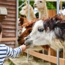 섬강목장 이미지