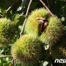 서부여농협남면지점 이미지