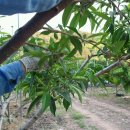 가락골 농장 이미지