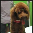 마론애견 이미지