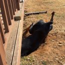 통통통 자전거 | 강아지 근육 영양제 임비타 머슬 케어 중간 점검 2번째 이야기