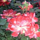 성서고등학교 이미지