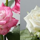 그린아이스무역 이미지