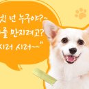 너는 내 댕댕 이미지