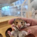 로던트클럽 이미지