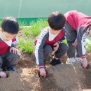 생태) 신나는 텃밭활동🥔 이미지