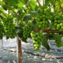 은총농장 이미지