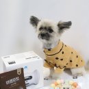 쁘띠시앙 이미지