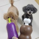 트레이닝 박스 하울링 | 강아지 분리불안과 실내 산책으로 좋은 펫프닝 노즈워크 노즈볼