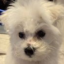 테디펫 | 부산 강아지 분양, 미니비숑분양 후기 🐶테디럽 명지본점 + 기존 반려견 적응까지!