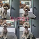 멍냥이발소 이미지