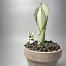 수형농장 | 초보자도 실패없는 문샤인 산세베리아 키우기 총정리 (난이도,수형,효과)