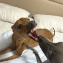 강아지 테마파크 이미지