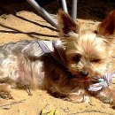 물안해수욕장 이미지