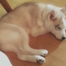 은빛동물병원 이미지