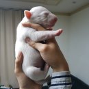 꾸숑 이미지