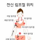 치매를 예방하는 전신 림프절 위치 이미지