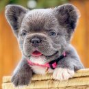 J&L 희귀모색 프렌치불독 이미지