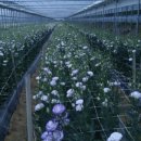 운산농원 이미지