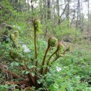 칠천도편백숲 이미지