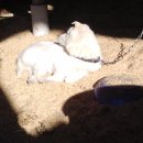 영진축산 이미지