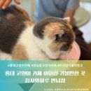 7585추억의카페 | 홍대 연남동 데이트 추천 | 고양이 카페 집사의하루 연남점