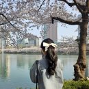 석촌호수로 | 주말 벚꽃 데이트를 석촌호수로 다녀온 후기, 메밀집, 진저베어파이샵