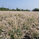 버들농원 이미지