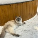 고양이 마을 | 송파 방이동 유기묘,구조묘 고양이카페 길고양이마을 후기 (송리단길 데이트 추천)