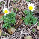 제주머무리 이미지