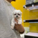 나라애견 본점 이미지