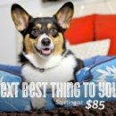 Luxury Dog 이미지