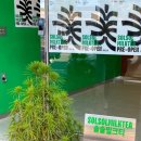 솔솔밀크티 이미지