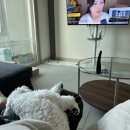 [블챌/와츠인마이블로그] A형 독감 초기 증상, 증상 변화, 후유증 등등 후기
