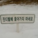 KU골프장잔디