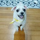 늘 사랑스럽개 이미지