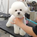 트리밍매직