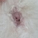 쓰담쓰담 동물병원 | 강아지 항문낭 파열 : 상일쓰담쓰담동물병원