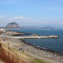 제주의 추억 이미지