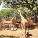 그린파크카 이미지