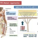 링 에스테틱 네이버블로그