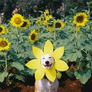 개바라기 이미지