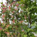 보화다원 이미지