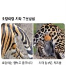 호랑이 치타 구분법. 이미지