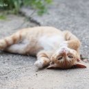 발라당 이미지