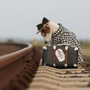 도시 강아지 이미지