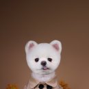 알로하펫 이미지