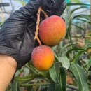 새벽농장 이미지