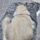 두부두부캣묭실 이미지