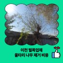 한전울타리 옆(아래) | 이천 벌목업체 울타리 나무 제거 비용